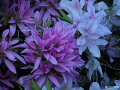 撮って出し-E-M5-150.0-23_05_09-3