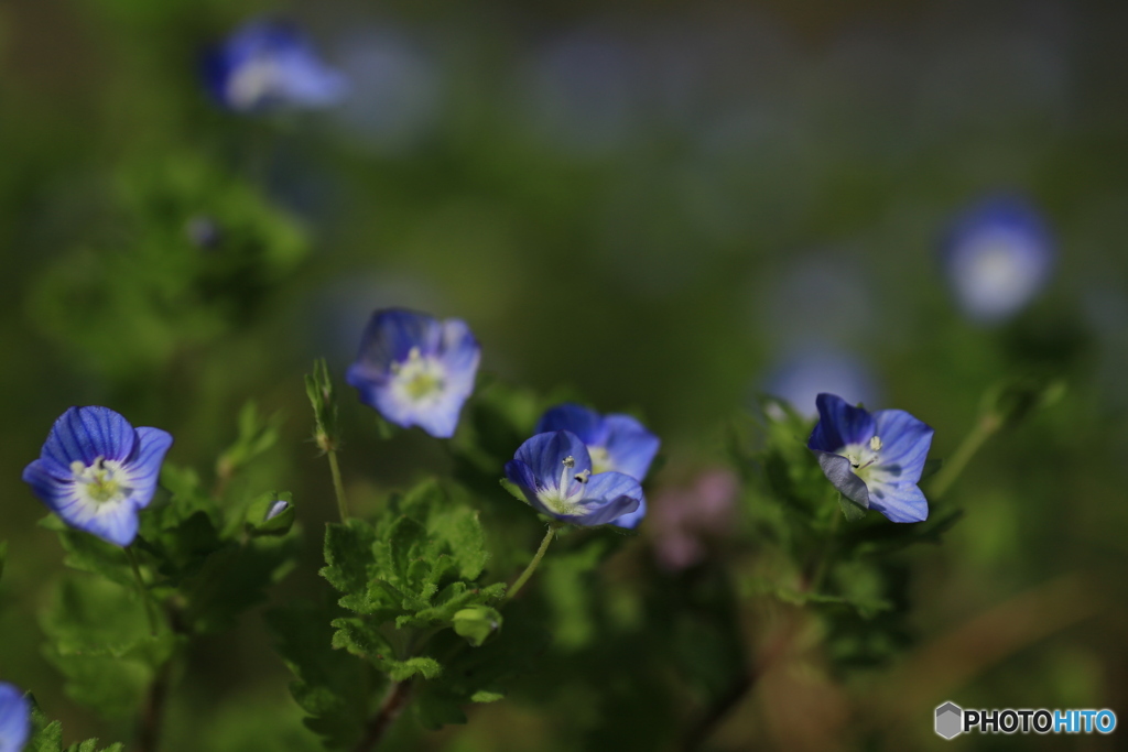 撮って出し(2024-04-12_14-36)-(Canon EOS 6D-90