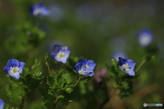 撮って出し(2024-04-12_14-36)-(Canon EOS 6D-90