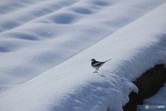 撮って出し(2025-01-13_09-50)-(Canon EOS 60D-2