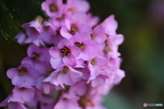 撮って出し(2025-04-07_09-33)-(Canon EOS 6D-90