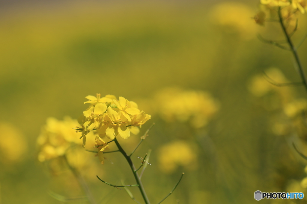 撮って出し-Canon EOS 6D-90.0-41_04_25-5