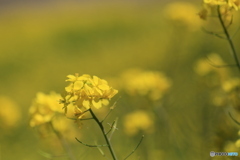 撮って出し-Canon EOS 6D-90.0-41_04_25-5