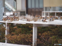 撮って出し(2025-02-18_09-12)-(E-M5-150(OLYMPU