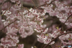 撮って出し(2025-04-24_09-17)-(PENTAX K10D-300