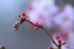 撮って出し(2025-03-31_06-38)-(Canon EOS 60D-9