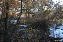 撮って出し(2025-11-04_09-26)-(Canon EOS 6D-47