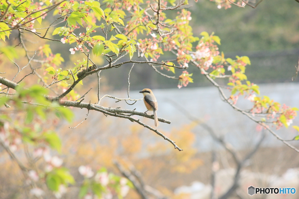 撮って出し(2025-04-27_07-25)-(Canon EOS 60D-2