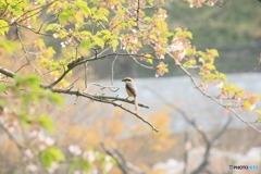 撮って出し(2025-04-27_07-25)-(Canon EOS 60D-2