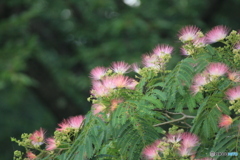 撮って出し(2025-07-08_06-36)-(Canon EOS 60D-3