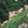 撮って出し(2025-07-08_06-36)-(Canon EOS 60D-3