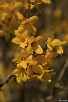 撮って出し(2024-04-10_16-26)-(Canon EOS 6D-90