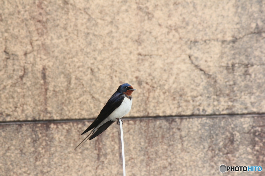 撮って出し(2025-04-18_09-45)-(Canon EOS 60D-2