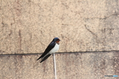 撮って出し(2025-04-18_09-45)-(Canon EOS 60D-2