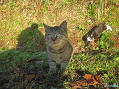 野良猫がきたーーー