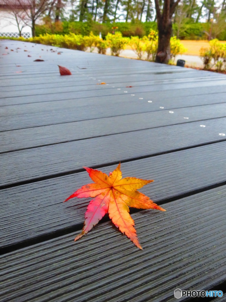 軒に落ちた一枚