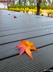 軒に落ちた一枚