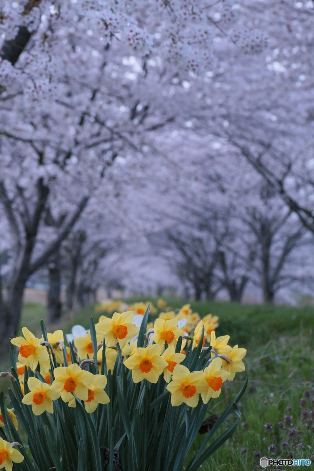 撮って出し(2024-04-18_18-32)-(Canon EOS 6D-90