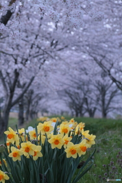撮って出し(2024-04-18_18-32)-(Canon EOS 6D-90