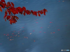 赤くなった桜の葉と水面に落ちた落ち葉