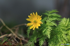 撮って出し(2025-04-06_09-03)-(Canon EOS 60D-9