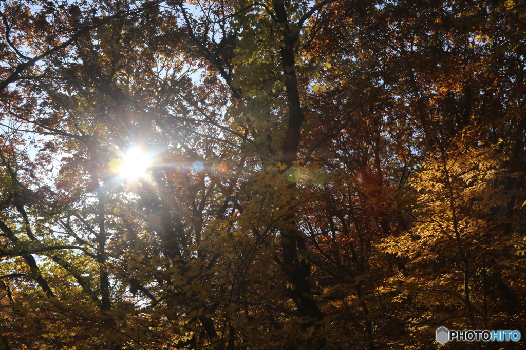 撮って出し(2025-11-04_08-34)-(Canon EOS 6D-38