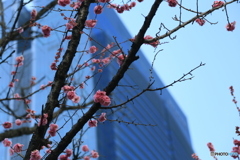 撮って出し(2024-03-04_08-39)-(Canon EOS 6D-13