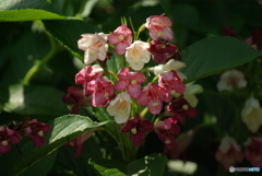 撮って出し(2025-06-19_10-20)-(PENTAX K10D-300