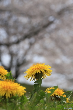 撮って出し-Canon EOS 6D-90.0-41_04_11-13