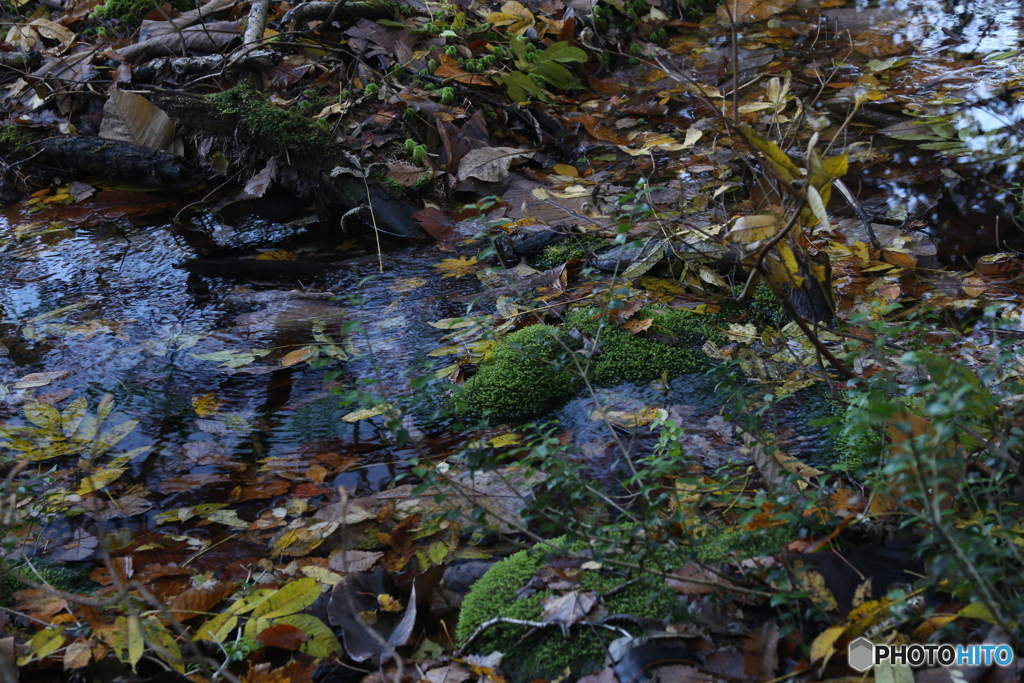 撮って出し(2025-11-04_09-36)-(Canon EOS 6D-80