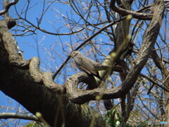 撮って出し(2024-04-12_13-39)-(Canon PowerShot