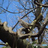 撮って出し(2024-04-12_13-39)-(Canon PowerShot