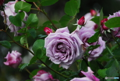 撮って出し(2025-06-04_14-27)-(NIKON D200-250(