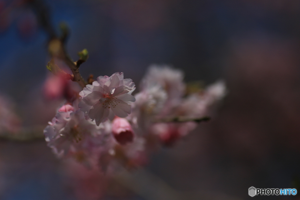 撮って出し(2024-04-12_14-53)-(Canon EOS 6D-90