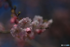 撮って出し(2024-04-12_14-53)-(Canon EOS 6D-90