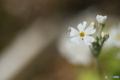 撮って出し(2024-03-31_10-30)-(Canon EOS 6D-90