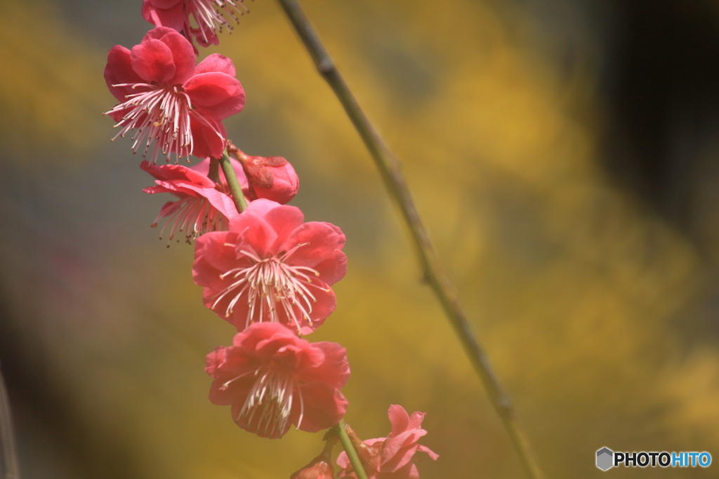 撮って出し(2025-04-07_09-27)-(Canon EOS 60D-2