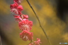 撮って出し(2025-04-07_09-27)-(Canon EOS 60D-2