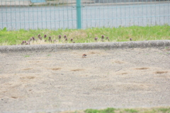 撮って出し(2025-04-25_16-44)-(Canon EOS 60D-2