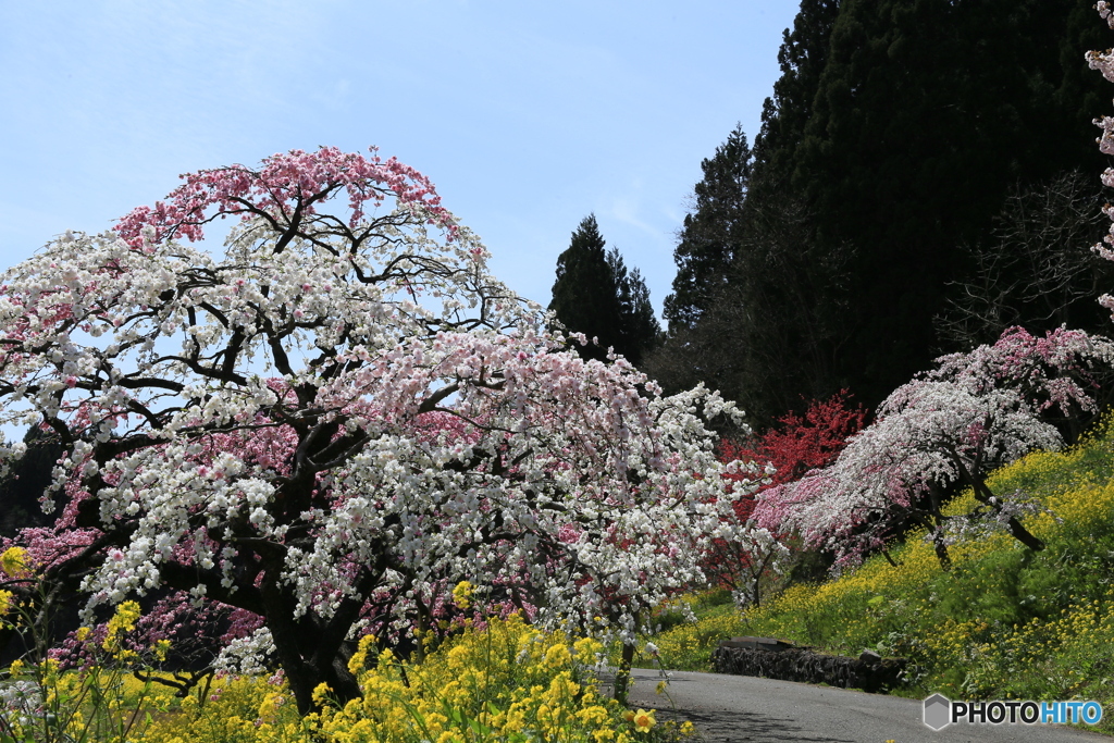 撮って出し-Canon EOS 6D-53.0-41_04_25-0