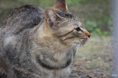 撮って出し-Canon EOS 60D-250.0-22_04_22-1