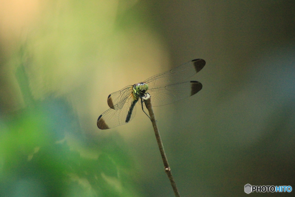 撮って出し(2025-07-07_15-39)-(Canon EOS 60D-3