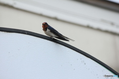 撮って出し(2025-04-18_09-33)-(Canon EOS 60D-2