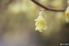 撮って出し(2025-04-07_09-51)-(Canon EOS 6D-90