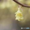 撮って出し(2025-04-07_09-51)-(Canon EOS 6D-90