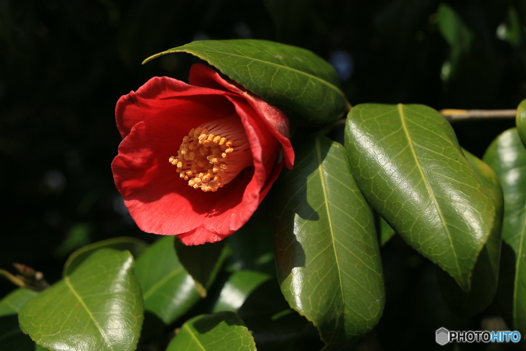 撮って出し(2024-04-12_14-12)-(Canon EOS 6D-35