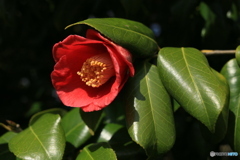 撮って出し(2024-04-12_14-12)-(Canon EOS 6D-35