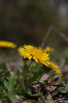 撮って出し(2024-04-18_11-49)-(Canon EOS 6D-90