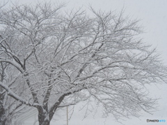 撮って出し(2025-01-09_14-13)-(E-M5-36(OLYMPUS