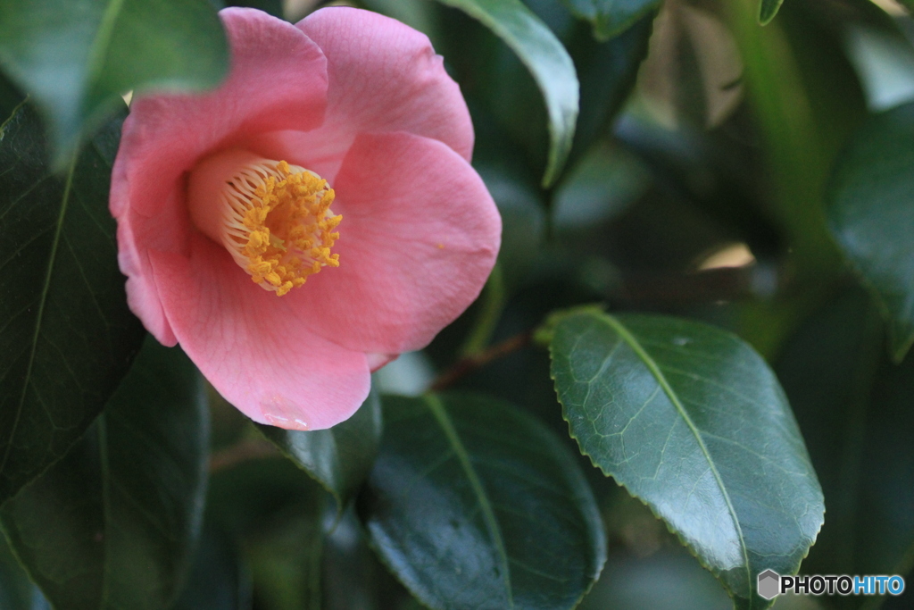 撮って出し-Canon EOS 60D-90.0-41_04_03-1